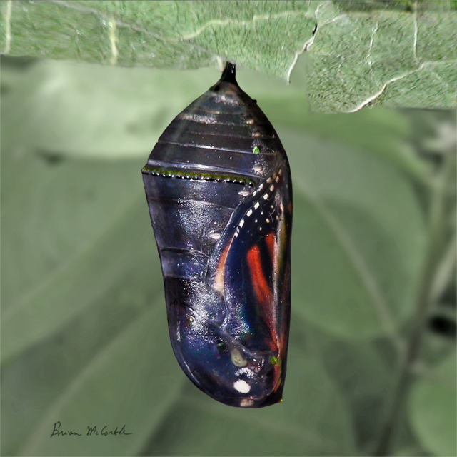 (image for) Monarch Black Chrysalis